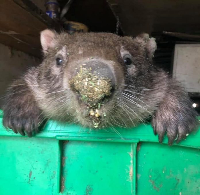Kinder shows kindness to Cedar Creek Wombat Rescue