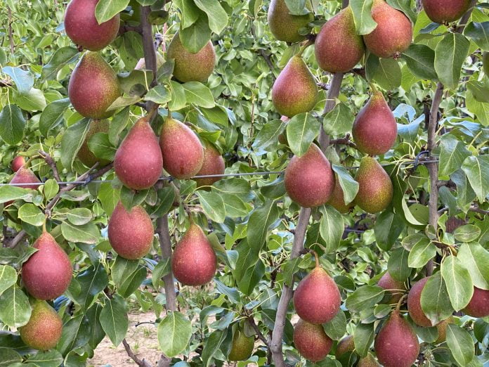 QTee pear trees