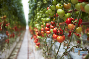 Truss tomatoes at Sundrop.